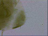 Echiniscus viridissimus image