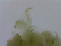 Echiniscus viridissimus image