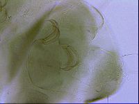 Echiniscus viridissimus image