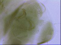 Echiniscus viridissimus image