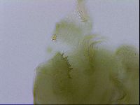 Echiniscus viridissimus image