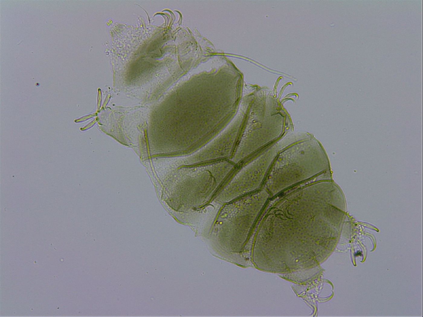 Echiniscus viridissimus image
