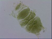 Echiniscus viridissimus image
