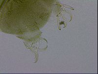 Echiniscus viridissimus image
