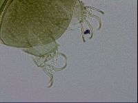 Echiniscus viridissimus image