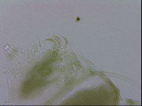 Echiniscus viridissimus image