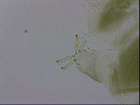Echiniscus viridissimus image