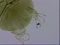 Echiniscus viridissimus image