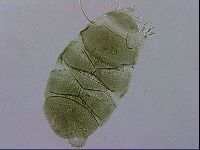 Echiniscus viridissimus image