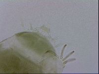 Echiniscus viridissimus image