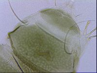 Echiniscus viridissimus image