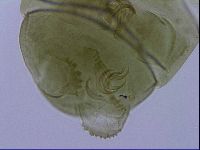 Echiniscus viridissimus image