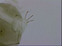 Echiniscus viridissimus image