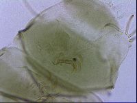 Echiniscus viridissimus image