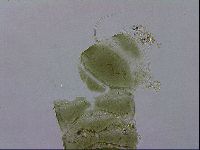 Echiniscus viridissimus image