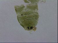 Echiniscus viridissimus image