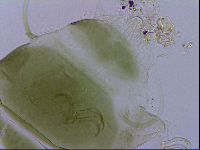 Echiniscus viridissimus image
