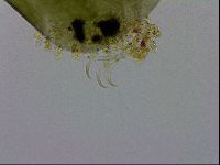 Echiniscus viridissimus image