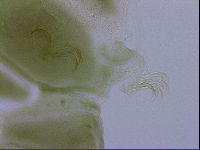 Echiniscus viridissimus image