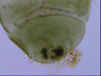 Echiniscus viridissimus image