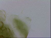 Echiniscus viridissimus image