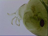 Echiniscus viridissimus image