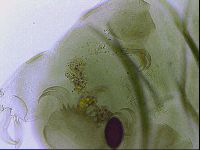 Echiniscus viridissimus image