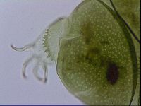 Echiniscus viridissimus image
