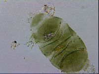 Echiniscus viridissimus image