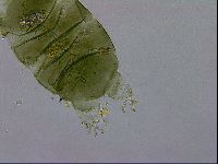 Echiniscus viridissimus image