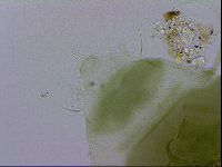 Echiniscus viridissimus image