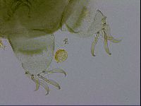 Echiniscus viridissimus image