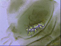 Echiniscus viridissimus image