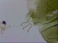 Echiniscus viridissimus image