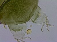 Echiniscus viridissimus image