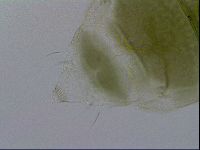 Echiniscus viridissimus image