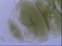 Echiniscus viridissimus image
