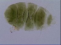 Echiniscus viridissimus image