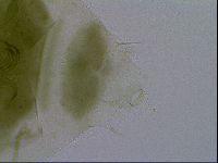 Echiniscus viridissimus image