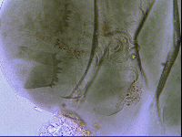 Echiniscus viridissimus image