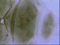 Echiniscus viridissimus image