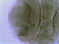 Echiniscus viridissimus image