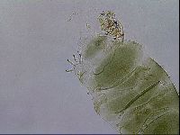 Echiniscus viridissimus image
