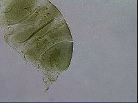 Echiniscus viridissimus image