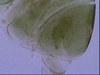 Echiniscus viridissimus image