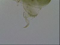 Echiniscus viridissimus image