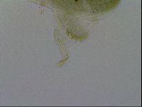 Echiniscus viridissimus image