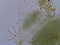Echiniscus viridissimus image