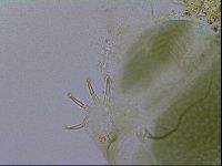 Echiniscus viridissimus image