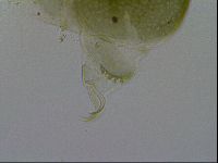 Echiniscus viridissimus image